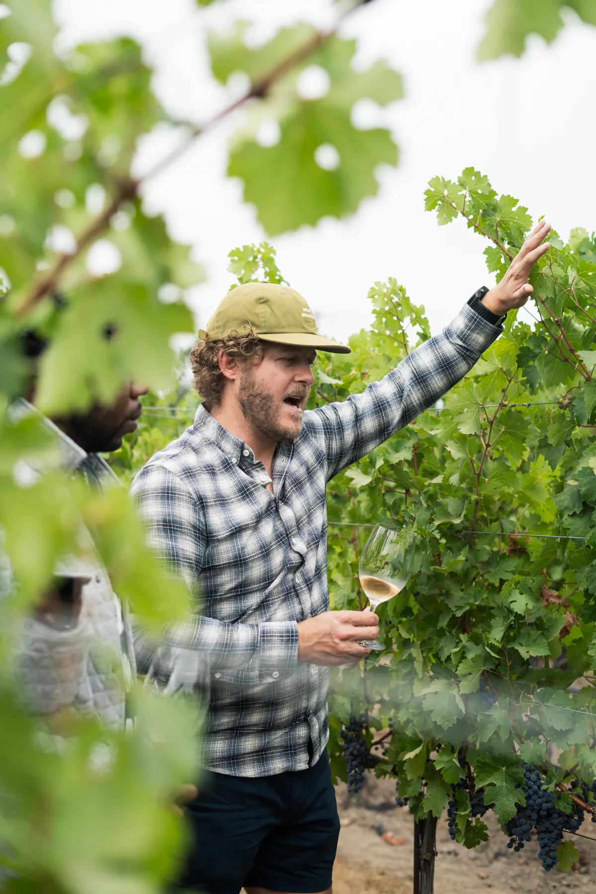 VINEYARDTOUR 6